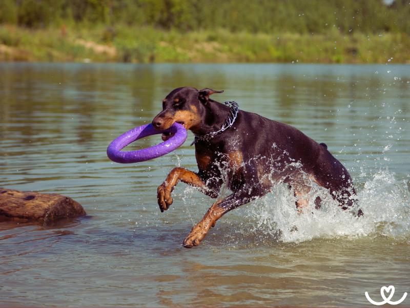 Dog-puller-pro-psy (10)